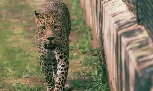 Tiger movement in Telugu states: తెలుగు రాష్ట్రాల్లో పులుల కలకలం.. భయాందోళనలో ప్రజలు