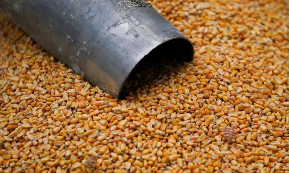 Corn Farmers : ఖమ్మం జిల్లాలో రైతులను వెంటాడుతున్న కష్టాలు