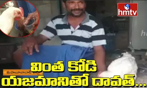 Hen Eating Chicken With Owner: వింత కోడి యజమానితో దావత్.. Hen Eating Chicken With Owner: వింత కోడి యజమానితో దావత్..