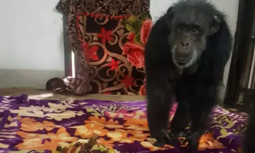 Chimpanzee Birthday Celebrations: నెహ్రూ జువాలజికల్ పార్కులో వింత సంఘటన.. Chimpanzee Birthday Celebrations: నెహ్రూ జువాలజికల్ పార్కులో వింత సంఘటన..