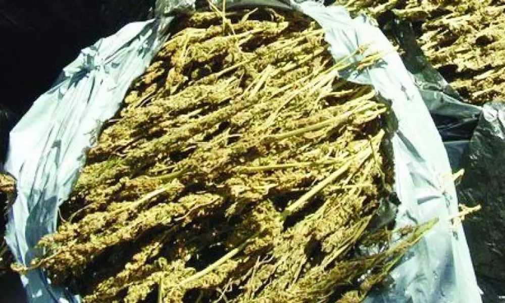Cannabis smugglers: చెలరేగిపోతున్న గంజాయి స్మగ్లర్లు!