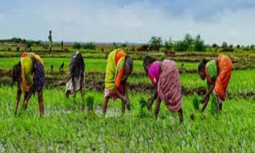 Crop Loan Festivities in AP: వారం పాటు పంట రుణాల పక్షోత్సవాలు.. కౌలు రైతులకు ఇచ్చేందుకు ఏర్పాట్లు