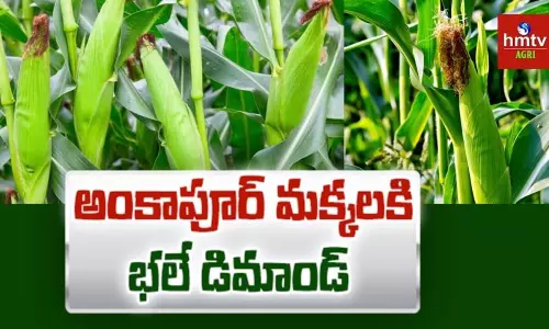Ankapur Corn : అంకాపూర్ మక్క బుట్టలకు యమ క్రేజ్ !