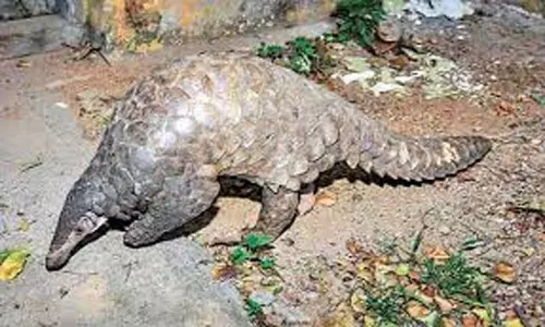 Two young men were caught Red-Handed: కోటికి బేరమాడి పట్టుకున్నారు.. గుంటూరు జిల్లాలో అటవీ అధికారుల పన్నాగం