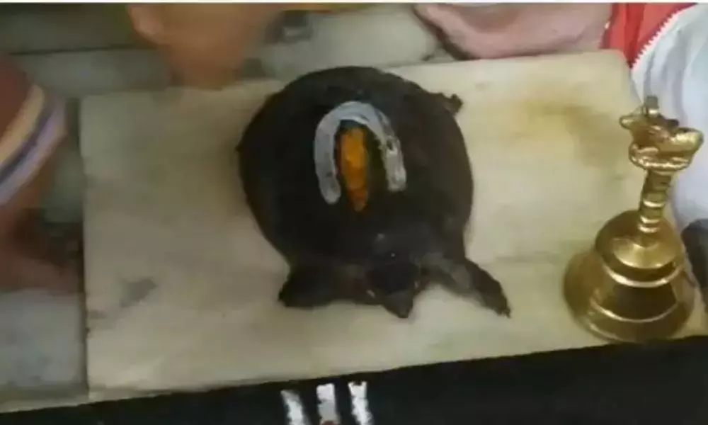 Tortoise Enters into Chilkur Balaji Temple: చిలుకూరు బాలాజీ ఆలయంలో అద్భుతం ...