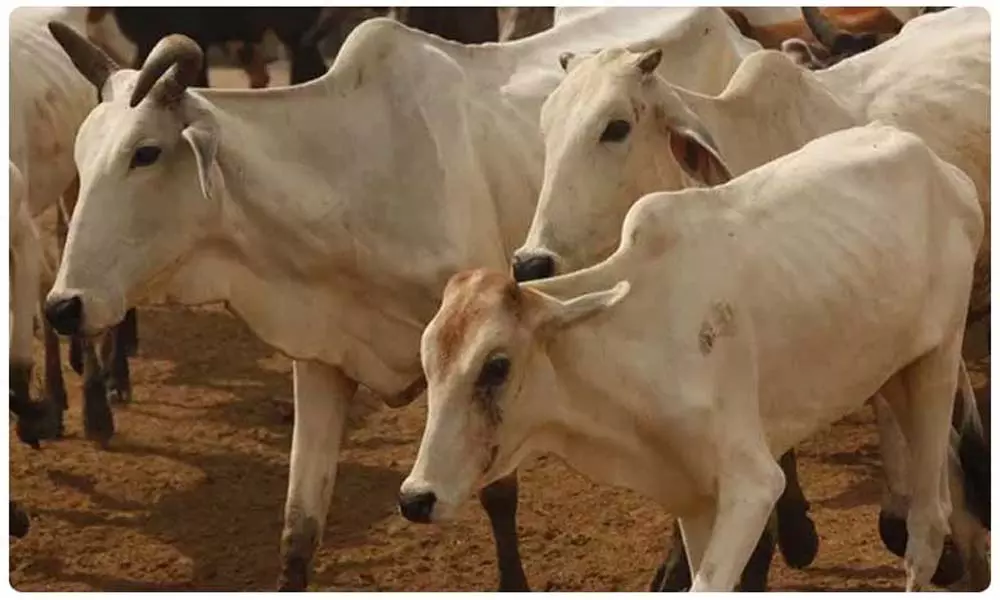 Cattle Found Dead in Karnataka: మొన్న కేరళ.. నిన్న ఏపీ.. నేడు కర్నాటక..