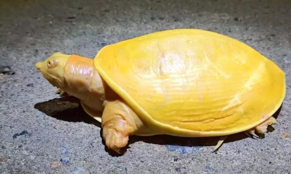 Rare Yellow Turtle in Odisha: ఒడిశా తీరంతో వింత బంగారు రంగు తాబేలు.