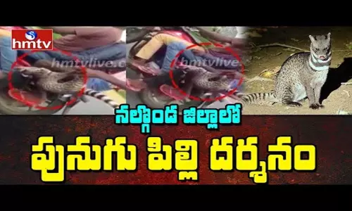 Civet Cat Found in Nalgonda: నల్గొండ జిల్లాలో పునుగు పిల్లి దర్శనం