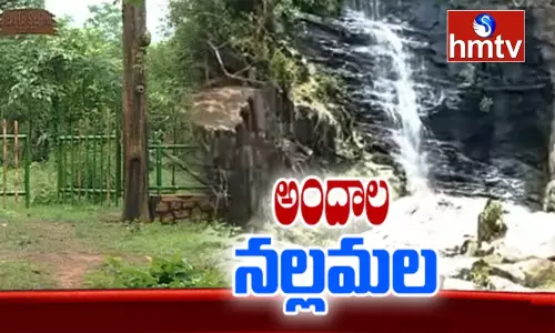 Beauty of Nallamala Forest : కొత్త శోభను సంతరించుకున్న నల్లమల ఫారెస్ట్
