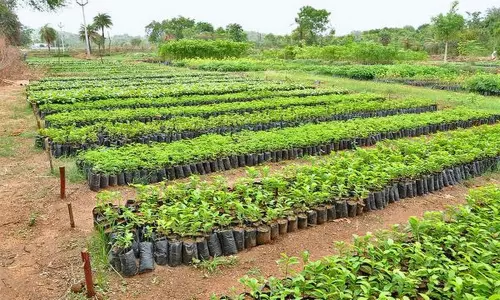 Haritha Haram Program: అధికారులకు ఉపయోగపడుతున్న హరితహారం నిధులు!