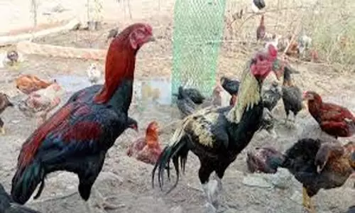 Village Chicken Prices Rises: నాటుకోళ్లకు పెరిగిన ఫుల్ డిమాండ్ Village Chicken Prices Rises: నాటుకోళ్లకు పెరిగిన ఫుల్ డిమాండ్