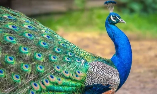 Peacocks in khammam: పెంపుడు కోళ్ల‌తో గ్రామంలోకి వచ్చిన నెమలి
