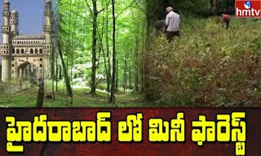 Mini Forest in Hyderabad: హైదరాబాద్ లో మినీ ఫారెస్ట్