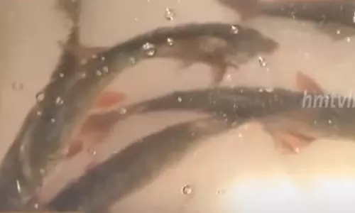 Live Fish in Nizamabad: లైవ్ ఫిష్..రుచిలో బెస్ట్ !