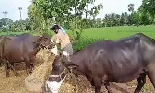 Masks to Buffaloes: కరోనా భయం.. రైతు ఆలోచనకి హాట్సాఫ్!