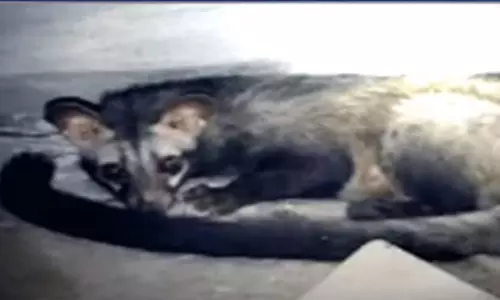 Poachers take toll on wild animals in Nalgonda forests : అడవుల్లో పెద్దఎత్తున జంతువుల వేట