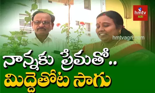 Terrace Gardening: నాన్నకు ప్రేమతో మిద్దెతోట సాగు