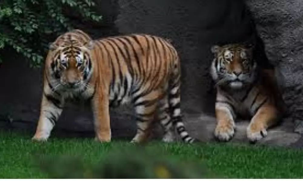 International Tiger Day: నేడే గ్లోబల్ టైగర్స్ డే.. పులుల సంతతిని లెక్కలు వేసిన కేంద్రం