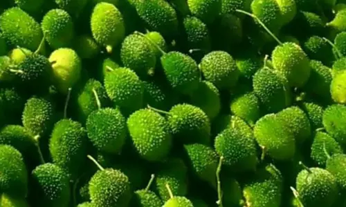 Aa Kakarakaya Speciality: తింటే పసందు.. పోషకాలు మెండు..బోడకాకరకాయతో విందు!