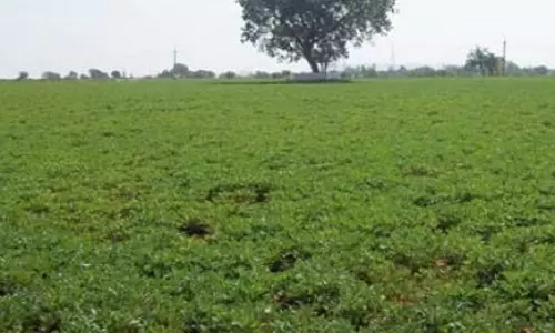 Rain Damages Crops: అతివృష్టి అనావృష్టితో అనంత రైతుల కష్టాలు