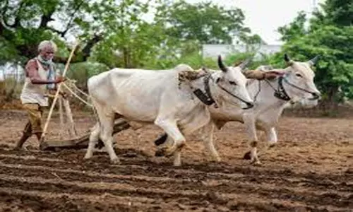 Cards Issue for Lease Farmers: కౌలు రైతులకు కార్డుల జారీ.. పథకాలు అందించే దిశగా ఏర్పాట్లు