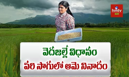 Woman Farmer Rupireddy Lakshmi: వెదజల్లే పద్ధతిలో వరి సేద్యం.. మహిళా రైతుకు జాతీయస్థాయిలో గుర్తింపు
