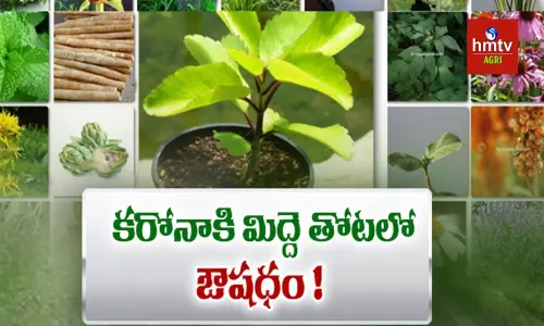 Terrace Gardening by Tarakam: మిద్దె తోటలో అరుదైన ఔషధ మొక్కల పెంపకం