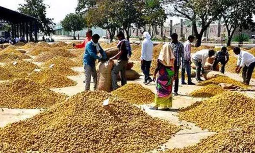 నిజామాబాద్ జిల్లాలో పచ్చ బంగారం ఇక కనుమరుగు కానుందా..? నిజామాబాద్ జిల్లాలో పచ్చ బంగారం ఇక కనుమరుగు కానుందా..?