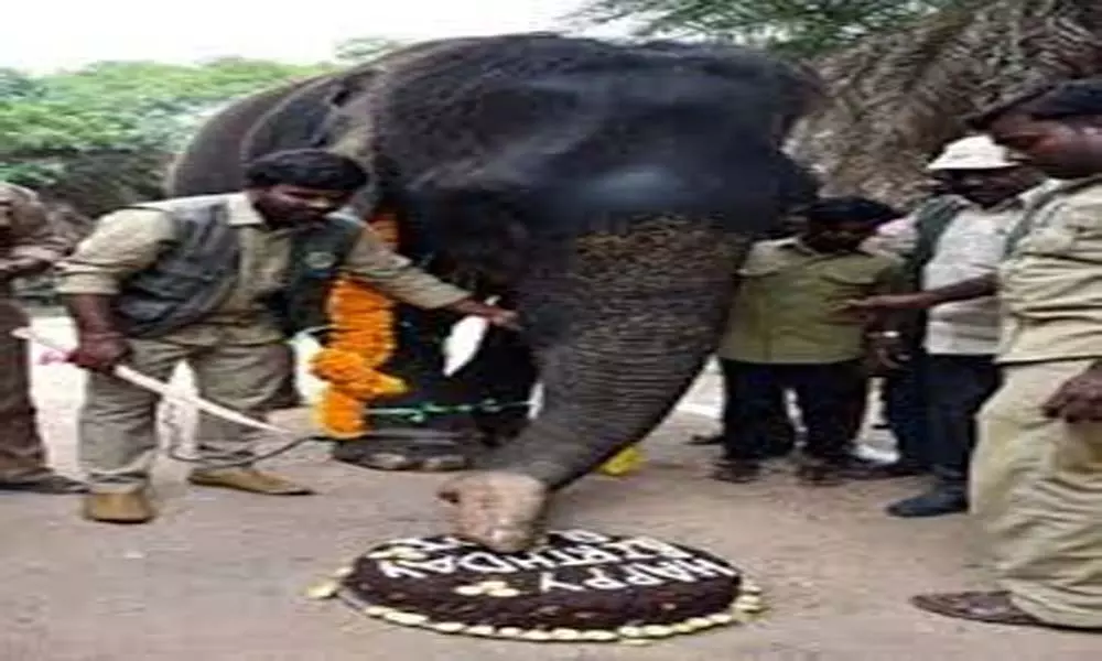 World Elephant Day: ఉత్సాహంగా ఎలిఫెంట్ డే.. జూలో ఏనుగులకు సత్కారం