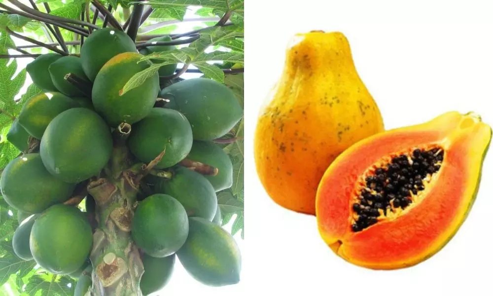 Health Benefits of Papaya: తరచుగా బొప్పాయి తినటం వల్ల కలిగే ఉపయోగాలు..