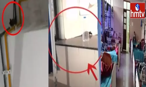 ఆదిలాబాద్ రిమ్స్ ఆసుపత్రిలో ఎలుకలు స్వైర వివాహరం