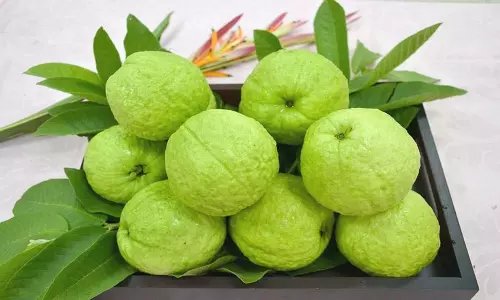 Health Benefits of Guava: ప్రతి రోజు జామ పండు తినడం వల్ల కలిగే ఉపయోగాలు.. Health Benefits of Guava: ప్రతి రోజు జామ పండు తినడం వల్ల కలిగే ఉపయోగాలు..