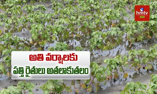 అతి వర్షాలకు పత్తి రైతులు అతలాకుతలం అతి వర్షాలకు పత్తి రైతులు అతలాకుతలం