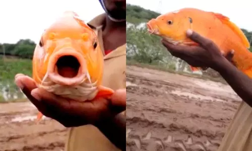 ఈ వింత చేప ఎంత బాగుందో ఈ వింత చేప ఎంత బాగుందో