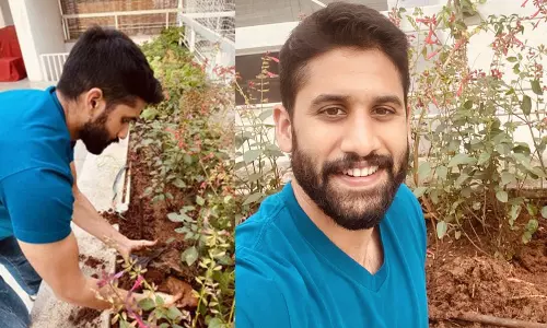 Akkineni Naga Chaitanya Accept Green India Challenge:  గ్రీన్‌ ఇండియా చాలెంజ్‌లో నవ యువసమ్రాట్‌!