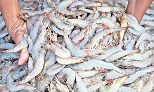 ఆక్వా రంగంపై కరోనా ఎఫెక్ట్