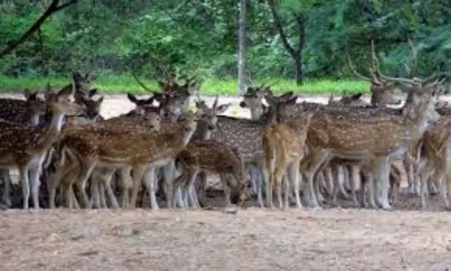 Godavari Floods: వరద గ్రామాల్లోకి అడవి జింకలు