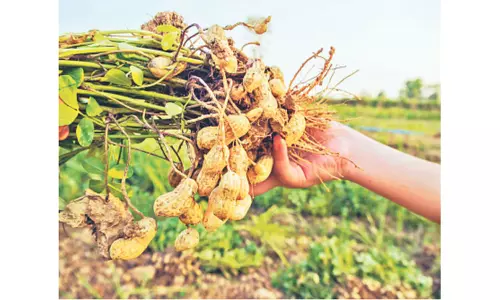 కళ్లాల్లో ఉంచుతున్న వేరుశనగ కాయలను ఎత్తుకెళ్తున్న దొంగలు కళ్లాల్లో ఉంచుతున్న వేరుశనగ కాయలను ఎత్తుకెళ్తున్న దొంగలు