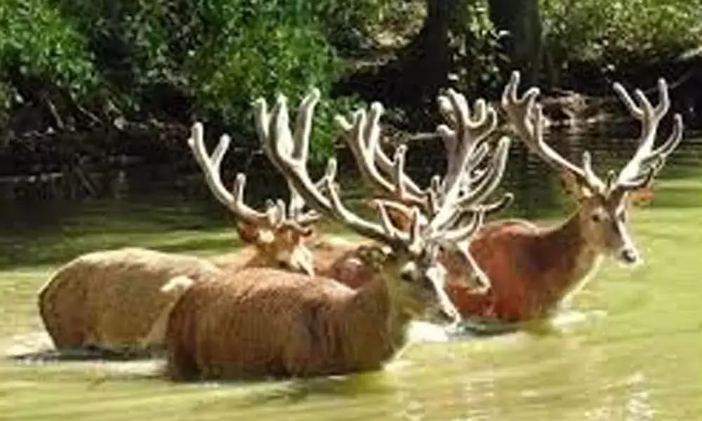 Deers Trapped in Flood Water: వరద నీటిలో చిక్కుకున్న జింకలను రక్షించిన అటవీ శాఖ అధికారులు