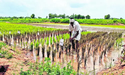 క్యాన్సర్ దూరం చేసే నల్లబియ్యం..డిమాండ్ ఎంతో అధికం.. ఇదీ తిరుపతి చేస్తున్న సేంద్రియ వ్యవసాయం!! క్యాన్సర్ దూరం చేసే నల్లబియ్యం..డిమాండ్ ఎంతో అధికం.. ఇదీ తిరుపతి చేస్తున్న సేంద్రియ వ్యవసాయం!!