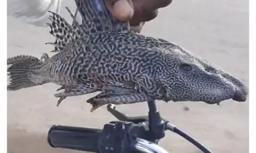 ఈ అరుదైన చేప పేరేంటో తెలుసా..? ఈ అరుదైన చేప పేరేంటో తెలుసా..?