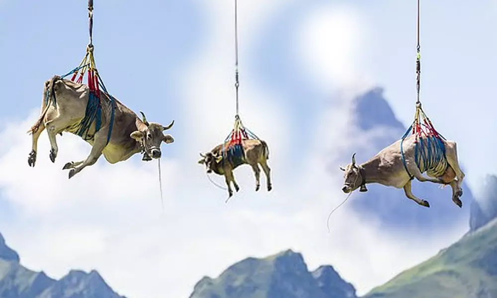 Swiss cow airlifted: గోమాతకు గాయం అయితే హెలికాప్టర్ లో తరలించారు!