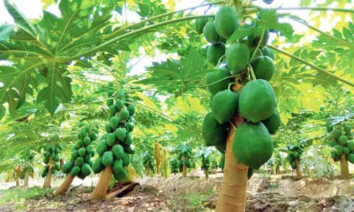 రైతులను దారుణంగా దెబ్బ తీస్తున్న దళారులు