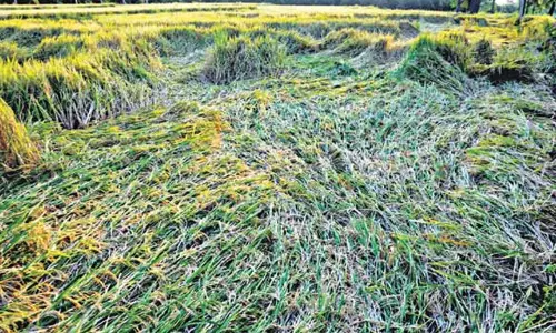 తెలంగాణాలో 3.30లక్షల ఎకరాల్లో పంట నష్టం తెలంగాణాలో 3.30లక్షల ఎకరాల్లో పంట నష్టం