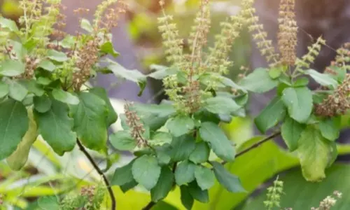 Health Benefits of Basil Leaf: ప్రతి రోజు తులసి ఆకు తెసుకోవడం వల్ల కలిగే ప్రయోజనాలు.. Health Benefits of Basil Leaf: ప్రతి రోజు తులసి ఆకు తెసుకోవడం వల్ల కలిగే ప్రయోజనాలు..