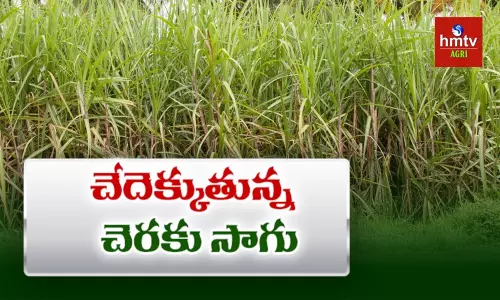 చేదెక్కుతున్న చెరకు సాగు చేదెక్కుతున్న చెరకు సాగు