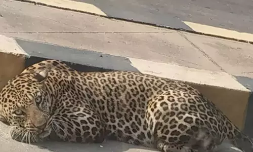 Leopard Hulchal in Rajendernagar: రాజేంద్రనగర్ లో మళ్ళీ కలకలం రేపుతున్న చిరుత సంచారం.. Leopard Hulchal in Rajendernagar: రాజేంద్రనగర్ లో మళ్ళీ కలకలం రేపుతున్న చిరుత సంచారం..