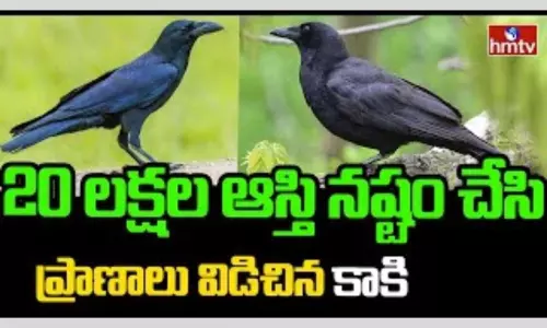 Crow in Karimnagar: కరీంనగర్ విద్యుత్ శాఖ అధికారులకు షాక్ ఇచ్చిన కాకి Crow in Karimnagar: కరీంనగర్ విద్యుత్ శాఖ అధికారులకు షాక్ ఇచ్చిన కాకి