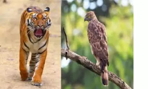 Photography: ఫొటో గ్రఫీ పోటీల్లో తెలంగాణాకు రెండు బహుమతులు