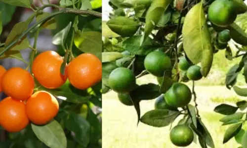 Health Benefits of Bitter Orange: నారింజ వల్ల కలిగే ఆరోగ్య ప్రయోజనాలు...